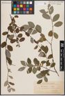 Foto von Salix caprea L. x Salix repens L.
